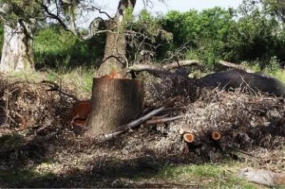 En un fallo sin precedentes, condenaron a un productor agropecuario por desmontes ilegales