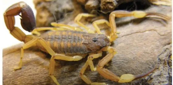 Una mujer embarazada fue picada por una alacrán en un colectivo