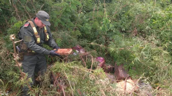 Encontraron más de mil kilos de marihuana ocultos en malezas