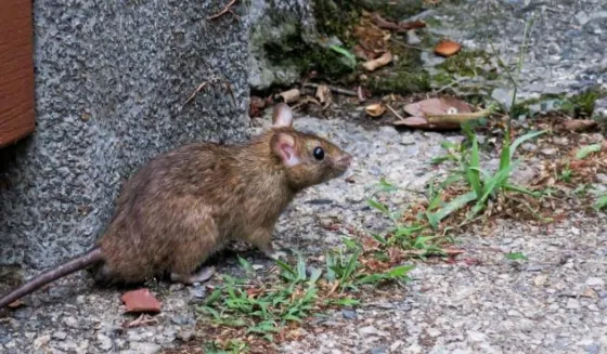 Confirman dos nuevos casos de Hantavirus