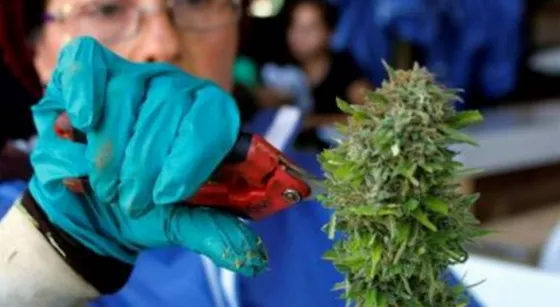 Cannabis medicinal: “La planta es parte de la familia”