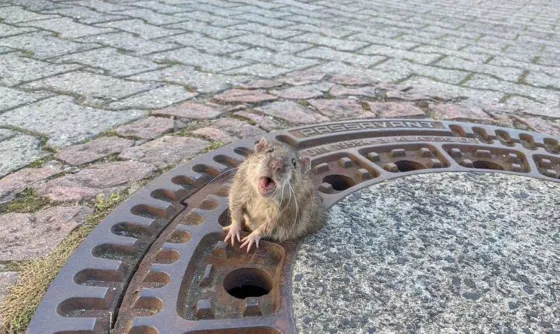 VIDEO: Bomberos rescataron a una rata con sobrepeso que quedó atrapada en una alcantarilla