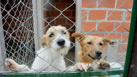 Este año inaugurarían el Hospital Municipal Público para mascotas