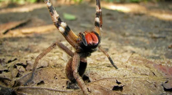 La araña “bananera” llegó para reemplazar al viagra