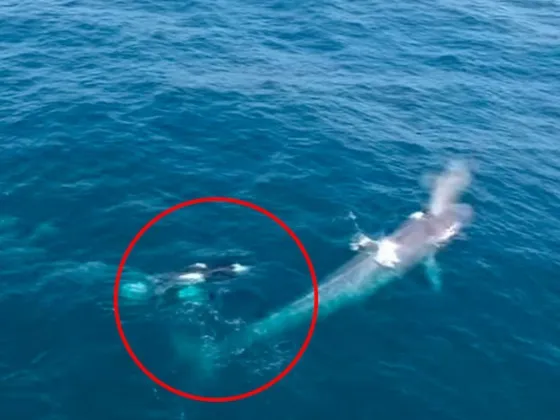 Una ballena se tragó a un hombre y lo escupió sano y salvo