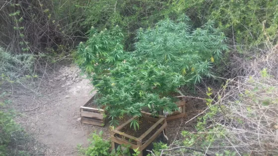 Espectacular megaoperativo policial: secuestraron tres plantas de cannabis