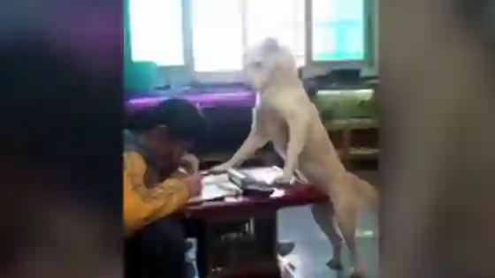 Entrenó a su perro para que su hija no toque el teléfono mientras hace la tarea. VIDEO