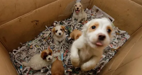 Este domingo se podrá adoptar mascotas en el parque San Martín