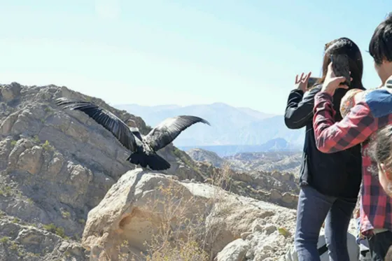 El cóndor Wak'a será liberado hoy en Cafayate