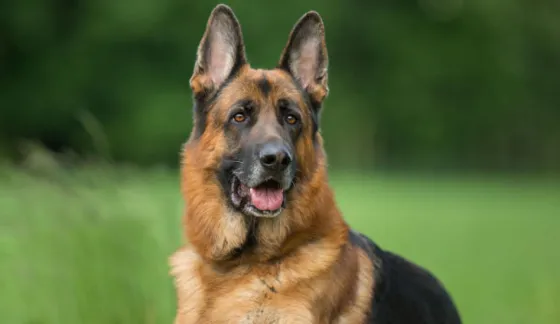 Preocupación mundial por un virus que se transmite de perros a humanos