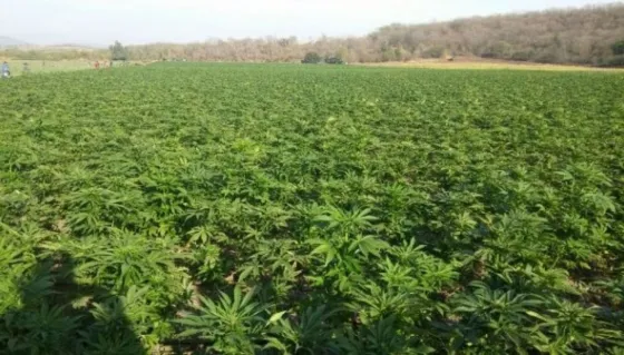 “El narco necesita hectáreas y hectáreas de cannabis”