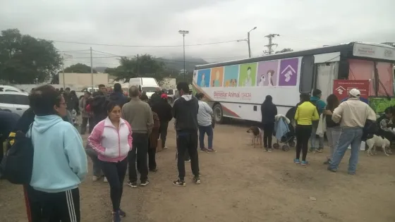 En el Día del Animal se prevé realizar más de 60 castraciones