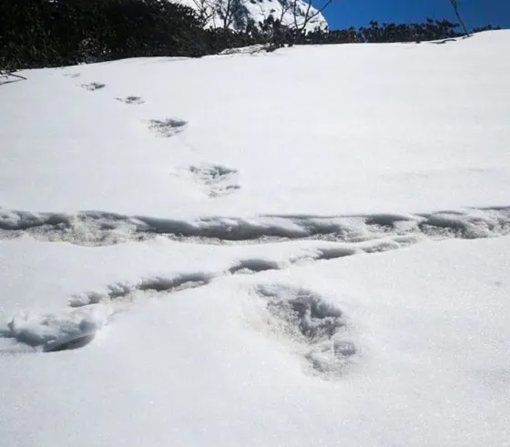 Insólito: aseguran que encontraron huellas del “Yeti”