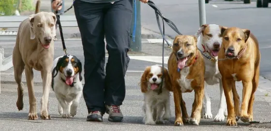 Registro de paseadores de perros: la inscripción será hasta el lunes 27