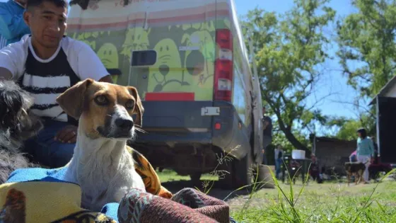 Castraciones y vacunaciones de mascotas