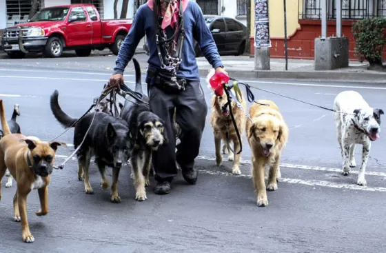 Dictarán un seminario sobre conducta canina para paseadores de perros