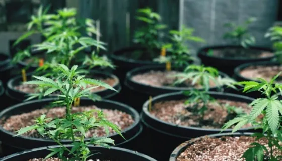 Solicitaron la intervención de la justicia federal por la marihuana encontrada en la casa de Mario Teruel