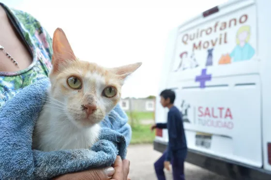 Veterinarios de la Municipalidad visitarán cinco barrios la próxima semana
