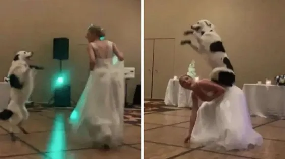 ¡IMPERDIBLE! Bailó con su perro en su casamiento y se hizo viral