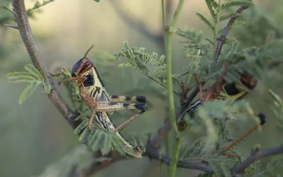 Alerta en territorio salteño por el posible ingreso de una plaga de langostas