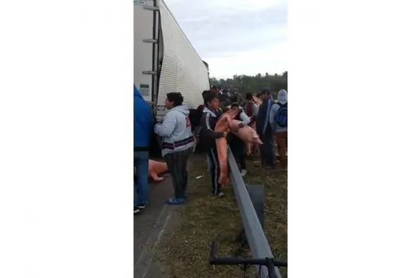 Un camión se desfondó y perdió todos los cerdos que llevaba
