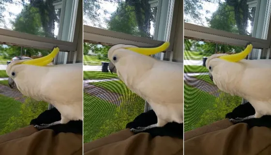 Una cacatúa que se cree perro es furor en las redes sociales (VIDEO)