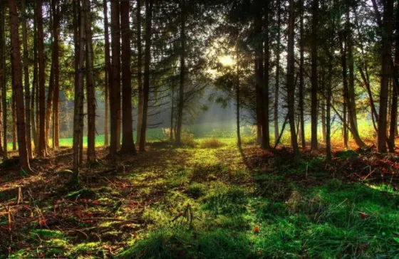 Pusieron una cámara fija en el bosque y captaron algo aterrador . Mirá