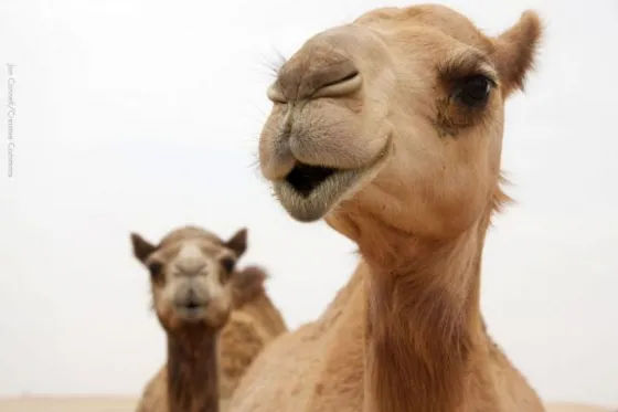 Tuvo que morder los testículos de un camello para salvar su vida