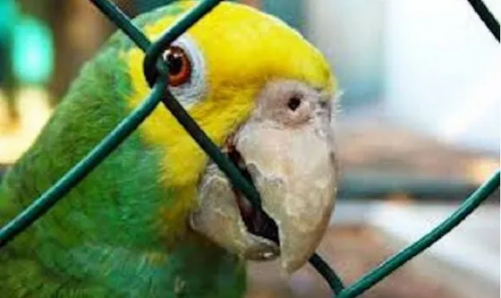 Detuvieron a un matrimonio que utilizaba a un loro para vender drogas