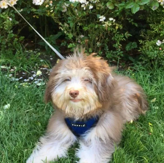 Impresionante: Conocé al perro de aspecto humano