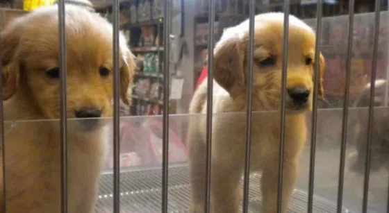 Diputados no trataron el proyecto para prohibir la venta de animales en vidrieras