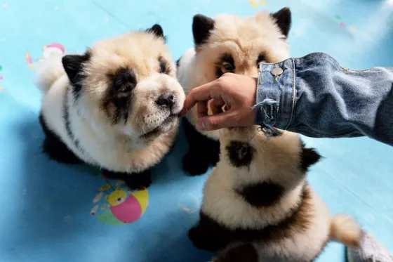 Polémica: Un café tiñe a perros para que parezcan osos pandas