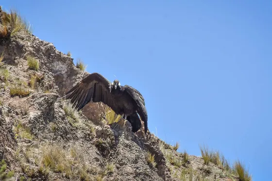 Luego de la ceremonia ancestral, liberaron al cóndor andino Qespisqan