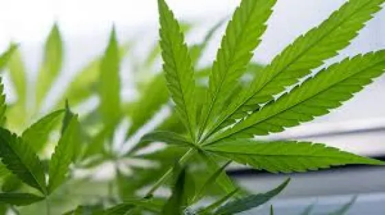 Confirman que el Gobierno estudia la legalización de la marihuana