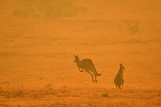 Los incendios de Australia ya se cobraron la vida de mil millones de animales