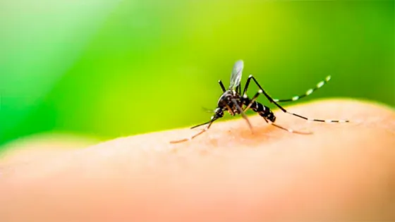 Confirman tres casos de dengue en la provincia