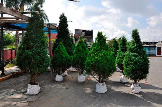 Plantarán árboles en el vertedero San Javier