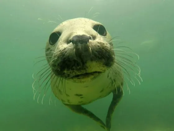 Video: Por primera vez graban a una foca salvaje aplaudiendo bajo el agua