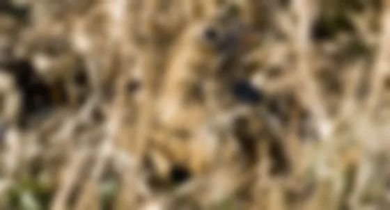 Descubrí cuál es la criatura que puede tener sexo más de 50 veces