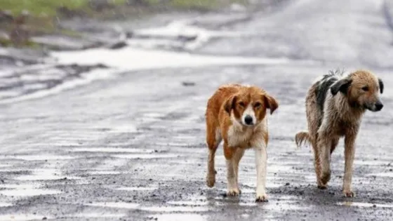 Condenaron a un hombre por violar a una perra