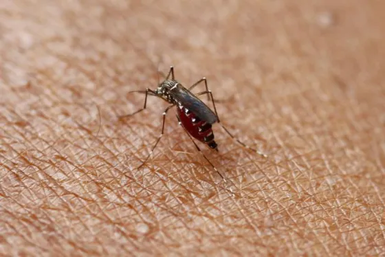 Hay 50 casos de dengue en estudio en la provincia