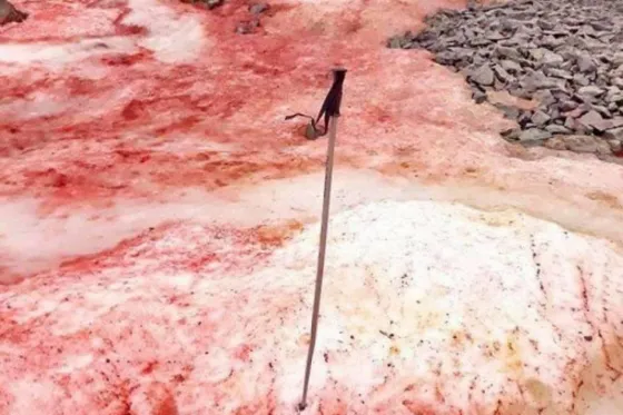 Sorpresa: Cayó nieve rosa en la Antártida