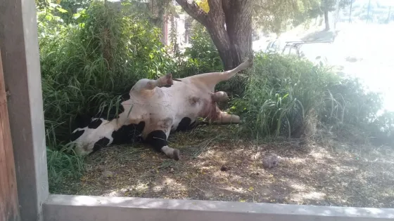 ¡ASCO! Hay un toro muerto hace 4 días al frente de un Centro de Salud