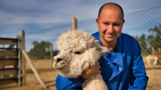 El sistema inmunológico de las alpacas podría ser clave en la lucha del mundo contra el coronavirus