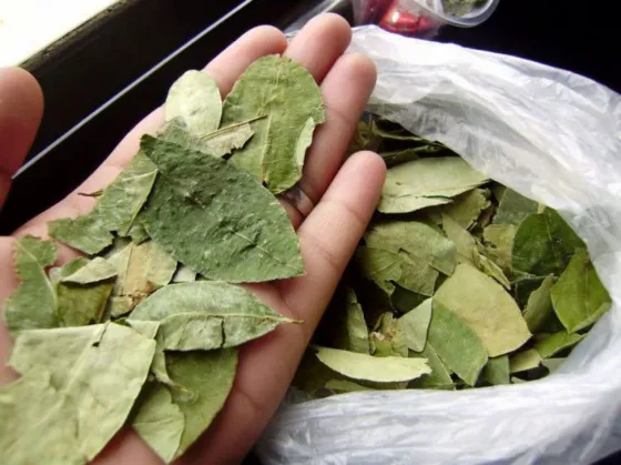 Jujuy estudia un protocolo específico para el traslado y comercialización de hojas de coca
