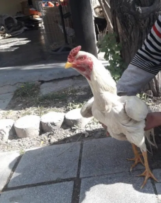 Buscan a los organizadores de una riña de gallos: uno de ellos sería policía