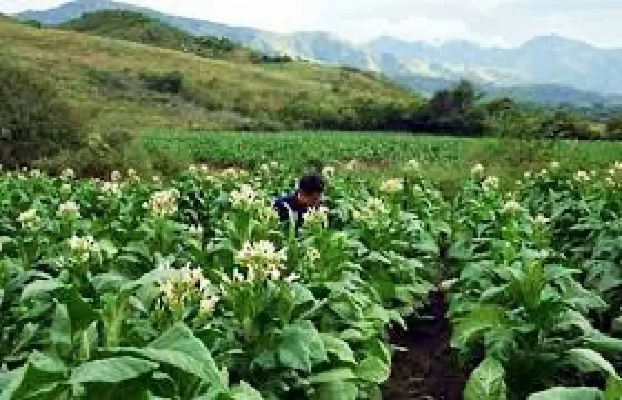 Ya está el cronograma de pago de la cuota del Tabaco Rural