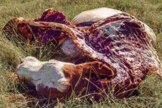 Pichanal: tres hombres detenidos por abigeato