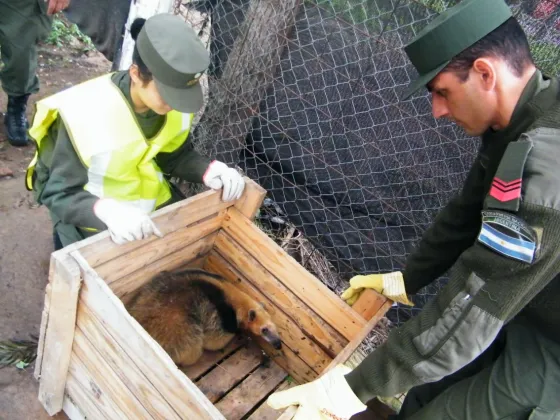 El Escuadrón 52 de la Gendarmería rescató a un oso melero