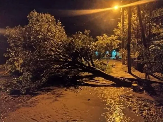 Temporal en La Viña: se volaron techos, cayeron árboles y familias enteras sin vivienda